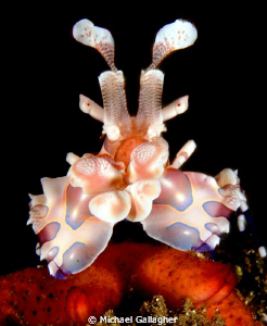 Harlequin shrimp, PNG by Michael Gallagher 